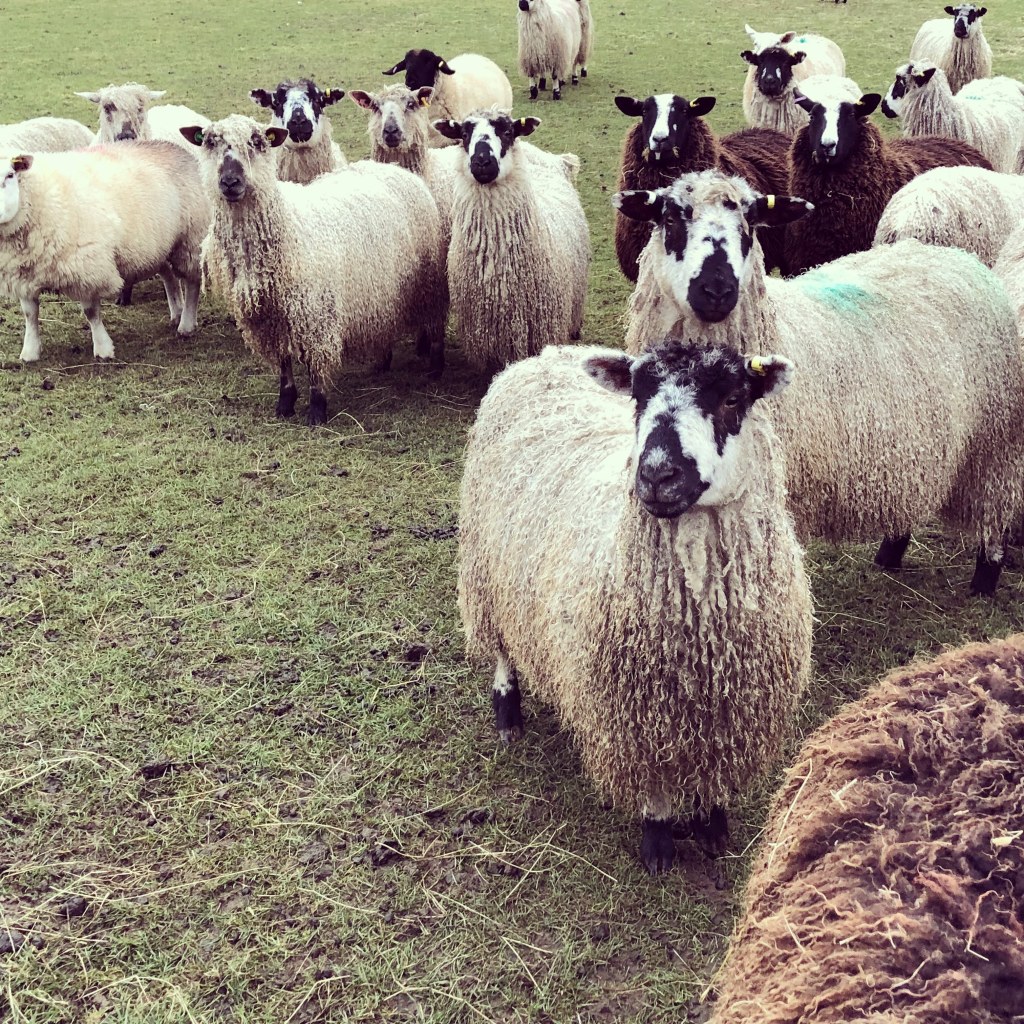 Small flock of Masham Longwool Sheep